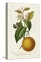 Antique Citrus Fruit II-Pancrace Bessa-Stretched Canvas