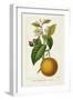 Antique Citrus Fruit II-Pancrace Bessa-Framed Art Print