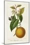 Antique Citrus Fruit II-Pancrace Bessa-Mounted Art Print