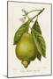 Antique Citrus Fruit III-Pancrace Bessa-Mounted Art Print