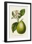 Antique Citrus Fruit IV-Pancrace Bessa-Framed Art Print