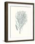 Antique Coastal Coral I-Johann Esper-Framed Art Print