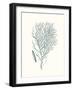 Antique Coastal Coral I-Johann Esper-Framed Art Print
