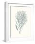 Antique Coastal Coral I-Johann Esper-Framed Art Print