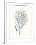 Antique Coastal Coral I-Johann Esper-Framed Art Print