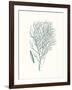 Antique Coastal Coral I-Johann Esper-Framed Art Print