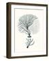 Antique Coastal Coral III-Johann Esper-Framed Art Print