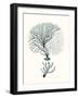 Antique Coastal Coral III-Johann Esper-Framed Art Print