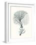 Antique Coastal Coral III-Johann Esper-Framed Art Print