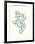 Antique Coastal Coral IV-Johann Esper-Framed Art Print