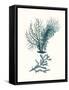 Antique Coastal Coral VI-Johann Esper-Framed Stretched Canvas