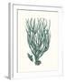 Antique Coastal Coral VIII-Johann Esper-Framed Art Print
