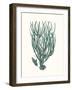 Antique Coastal Coral VIII-Johann Esper-Framed Art Print