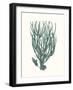 Antique Coastal Coral VIII-Johann Esper-Framed Art Print