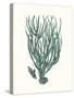 Antique Coastal Coral VIII-Johann Esper-Stretched Canvas