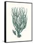 Antique Coastal Coral VIII-Johann Esper-Framed Stretched Canvas