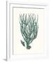 Antique Coastal Coral VIII-Johann Esper-Framed Art Print