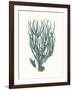 Antique Coastal Coral VIII-Johann Esper-Framed Art Print