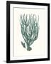 Antique Coastal Coral VIII-Johann Esper-Framed Art Print