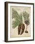 Antique Conifers II-Henry Fletcher-Framed Art Print