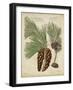 Antique Conifers II-Henry Fletcher-Framed Art Print