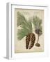 Antique Conifers II-Henry Fletcher-Framed Art Print