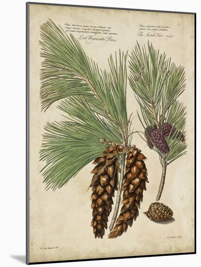 Antique Conifers II-Henry Fletcher-Mounted Art Print