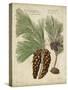 Antique Conifers II-Henry Fletcher-Stretched Canvas