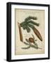 Antique Conifers III-Henry Fletcher-Framed Art Print