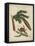 Antique Conifers III-Henry Fletcher-Framed Stretched Canvas