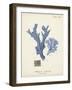 Antique Coral in Navy I-Johann Esper-Framed Art Print