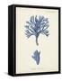 Antique Coral in Navy IV-Johann Esper-Framed Stretched Canvas