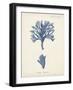 Antique Coral in Navy IV-Johann Esper-Framed Art Print