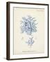 Antique Coral in Navy VI-Johann Esper-Framed Art Print