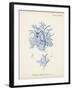 Antique Coral in Navy VI-Johann Esper-Framed Art Print