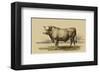 Antique Cow I-Julian Bien-Framed Art Print