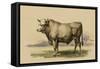 Antique Cow I-Julian Bien-Framed Stretched Canvas