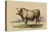 Antique Cow I-Julian Bien-Stretched Canvas