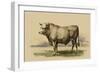 Antique Cow I-Julian Bien-Framed Art Print