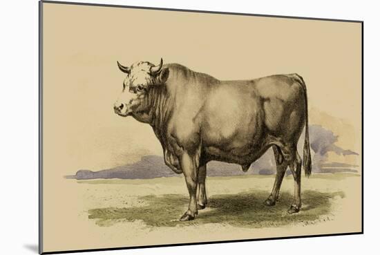 Antique Cow I-Julian Bien-Mounted Art Print