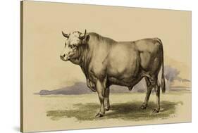 Antique Cow I-Julian Bien-Stretched Canvas