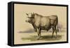 Antique Cow I-Julian Bien-Framed Stretched Canvas