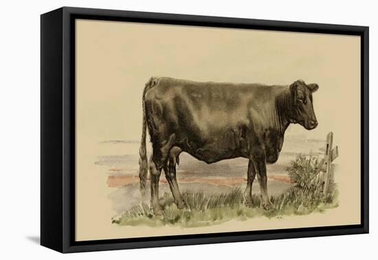 Antique Cow II-Julian Bien-Framed Stretched Canvas