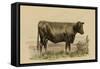 Antique Cow II-Julian Bien-Framed Stretched Canvas