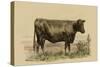 Antique Cow II-Julian Bien-Stretched Canvas