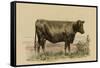 Antique Cow II-Julian Bien-Framed Stretched Canvas