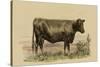 Antique Cow II-Julian Bien-Stretched Canvas