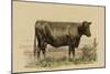 Antique Cow II-Julian Bien-Mounted Art Print