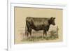 Antique Cow II-Julian Bien-Framed Premium Giclee Print