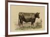 Antique Cow II-Julian Bien-Framed Premium Giclee Print